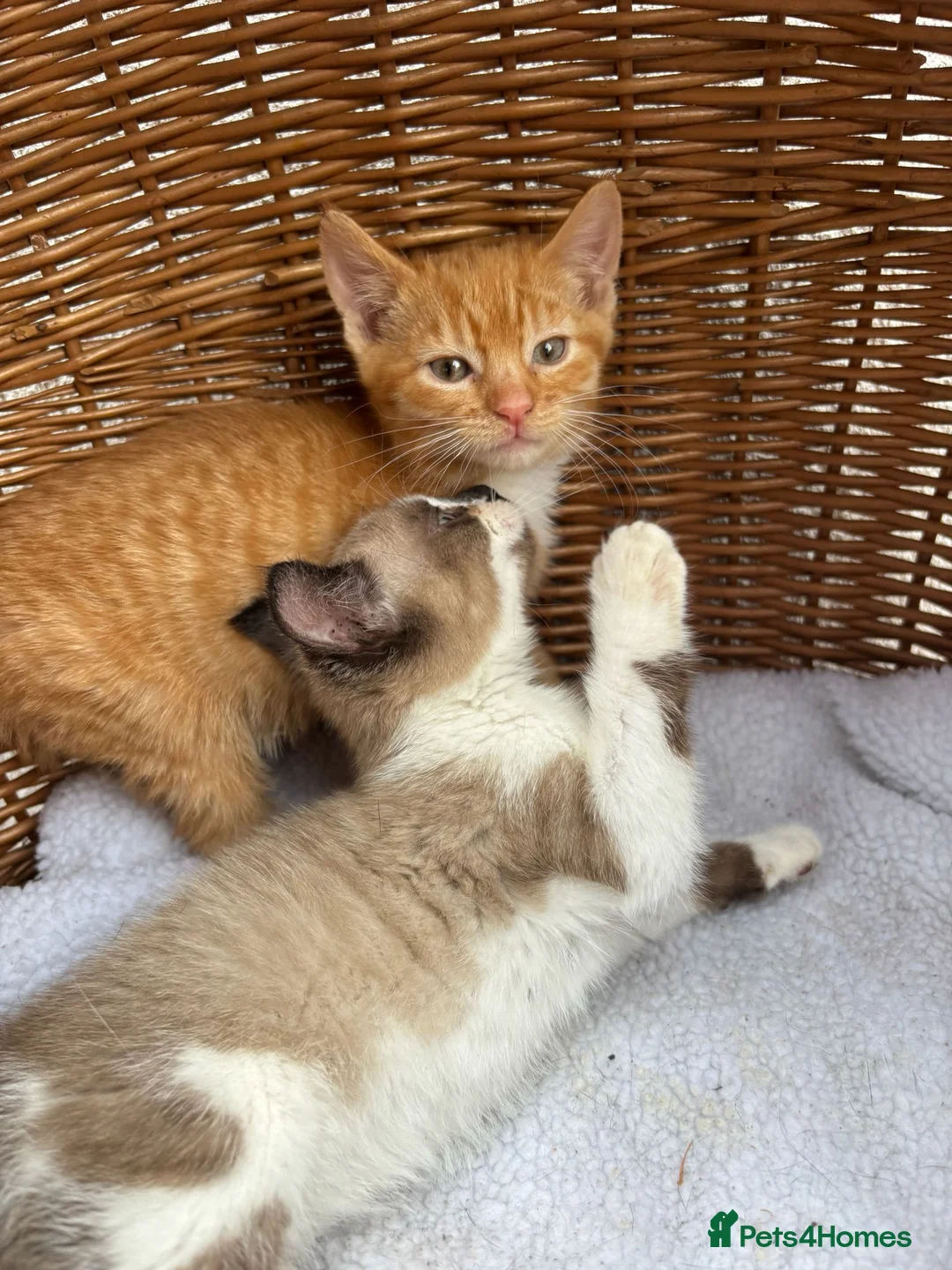 Mixed Breed cats for sale: Calico kittens  - Advert 2
