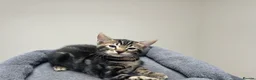 Bengal cats for sale: Bengal X - Advert 2