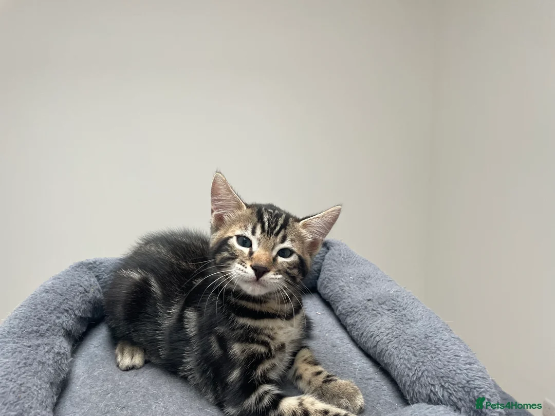 Bengal cats for sale: Bengal X - Advert 2