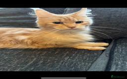 Maine Coon cats for sale: Beautiful female Maine Coone - Image 6