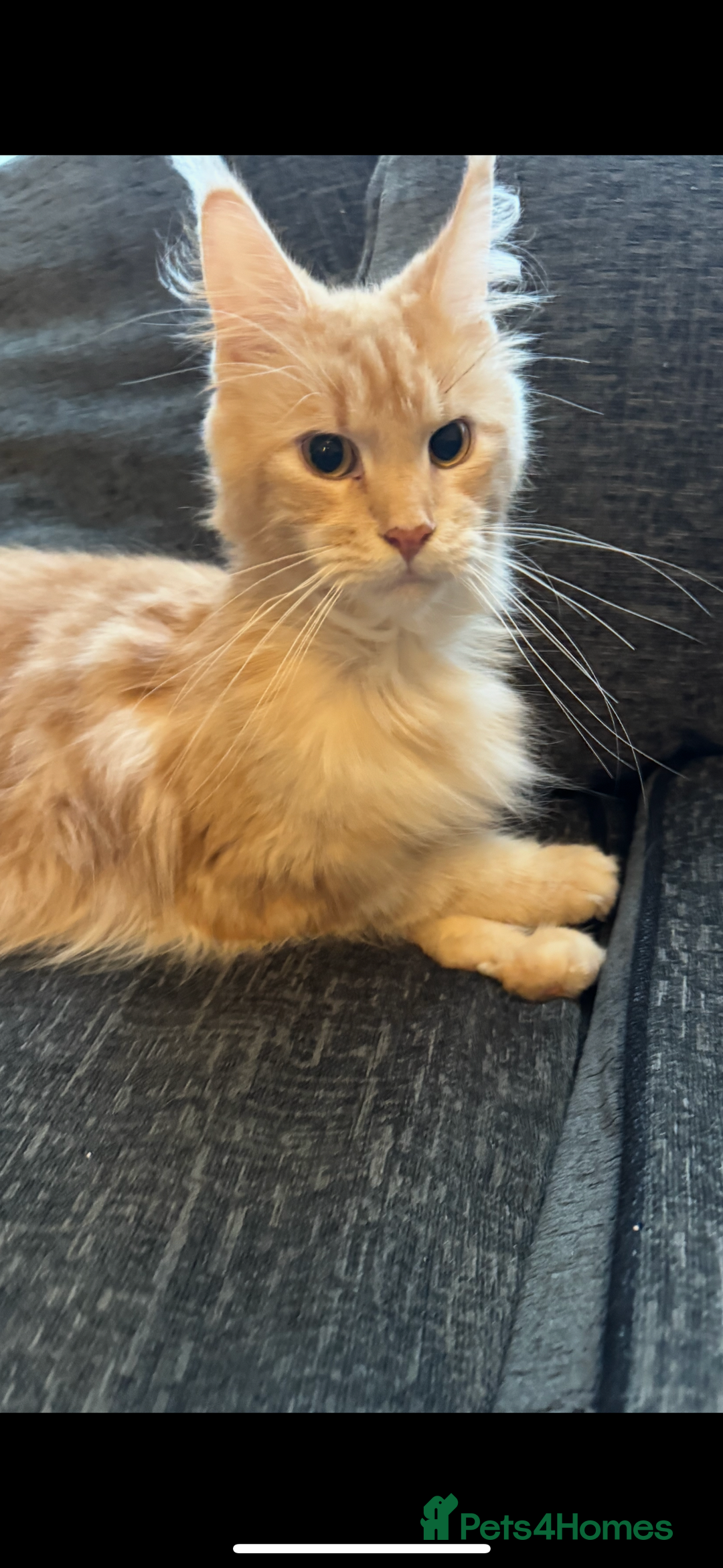 Maine Coon cats for sale: Beautiful female Maine Coone - Image 6