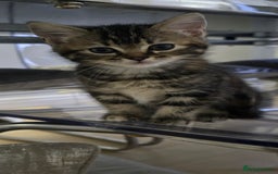 Ragdoll cats for sale: Ragdoll Cross Kittens  - Image 3