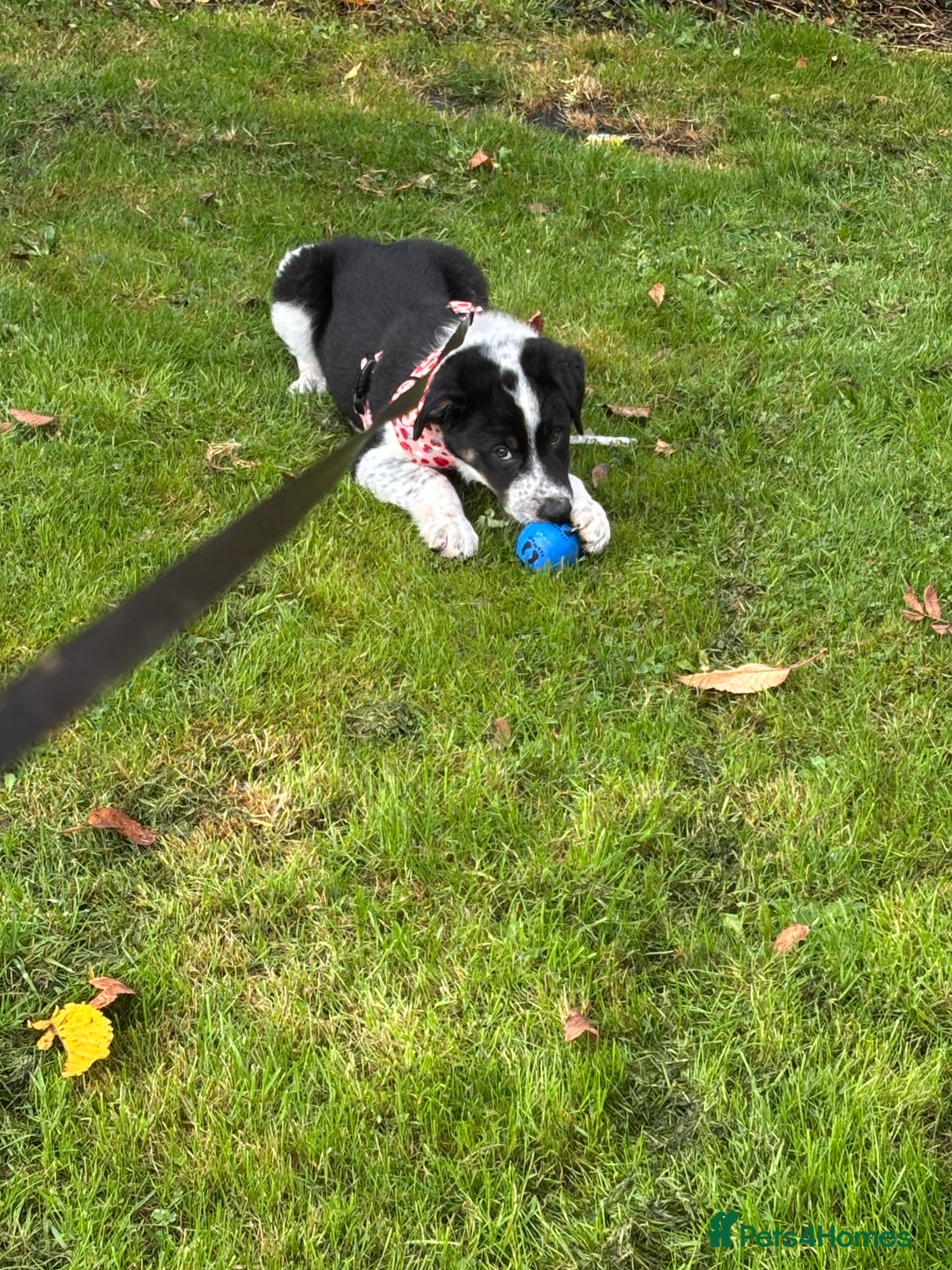 Border Collie dogs for sale: 5 month old border collie  - Advert 4