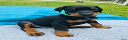 Dobermann dogs for sale: KC registered exclusive Dobermann puppies  - Advert 38