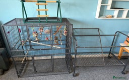 Parrots birds for sale: Parrot cage and separate stand - Image 1