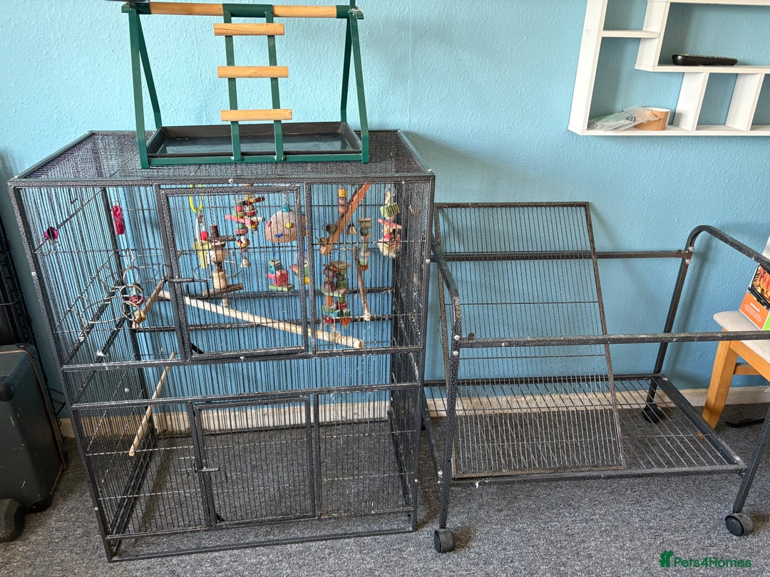 Parrots birds for sale: Parrot cage and separate stand - Image 1