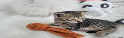 British Shorthair cats for sale: British shorthair  in Canterbury - Advert 29
