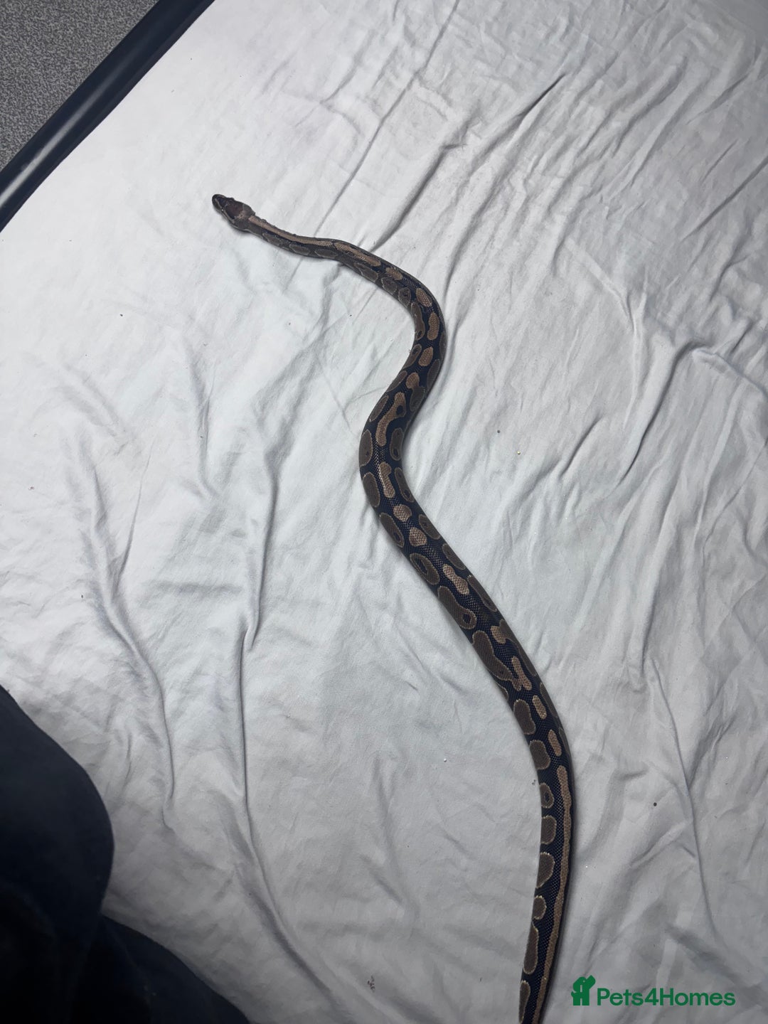 Python Snake reptiles for sale: royal python for sale 3 years old  - Advert 3