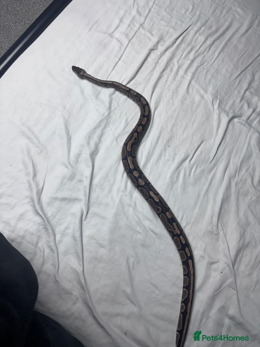 Python Snake reptiles for sale: royal python for sale with full tank setup - Advert 3