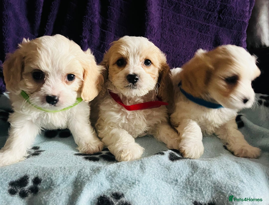 Cavachon dogs for sale: Cute Cavachon puppies  - Image 16