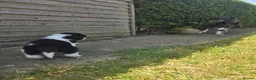 Border Collie dogs for sale: Border collie pups - Advert 6