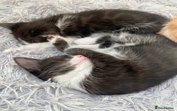 Ragdoll cats for sale: Ragdoll X Kittens for Loving Forever Homes - Image 12