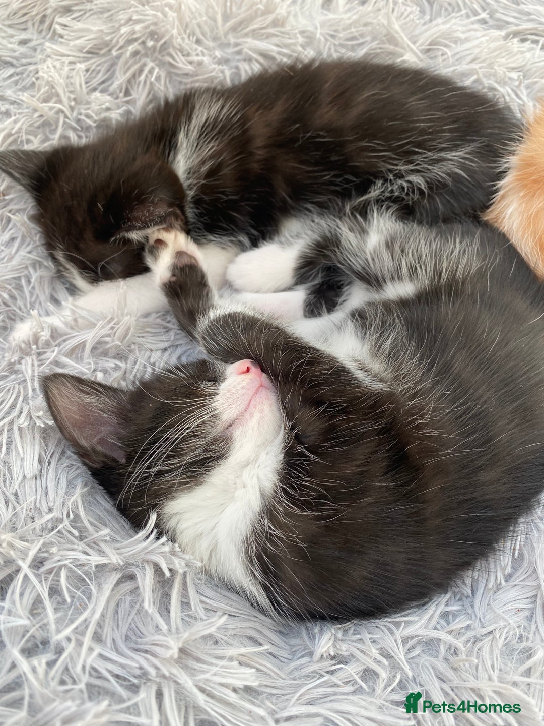 Ragdoll cats for sale: Ragdoll X Kittens for Loving Forever Homes - Image 12