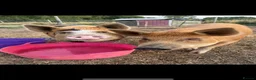Pig livestock for sale: Kune Kune pigs  - Advert 2