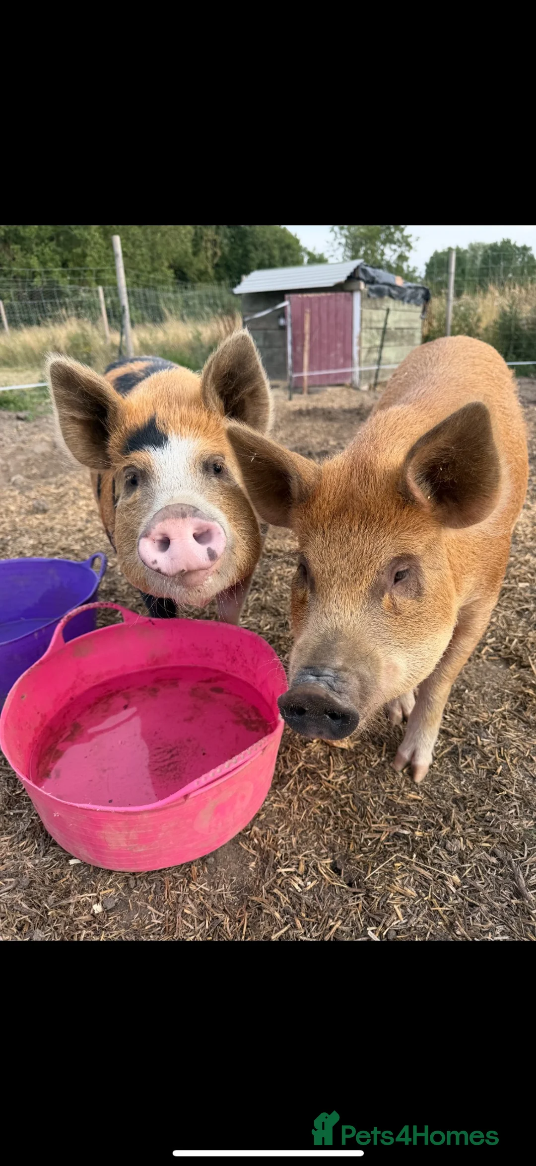 Pig livestock for sale: Kune Kune pigs  - Advert 2
