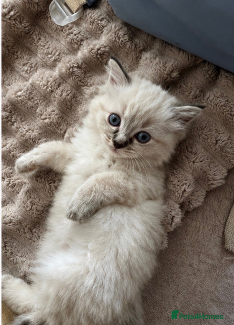 Ragdoll cats 💗 Stunning Purebred Ragdoll Girls  💗 - Advert 2
