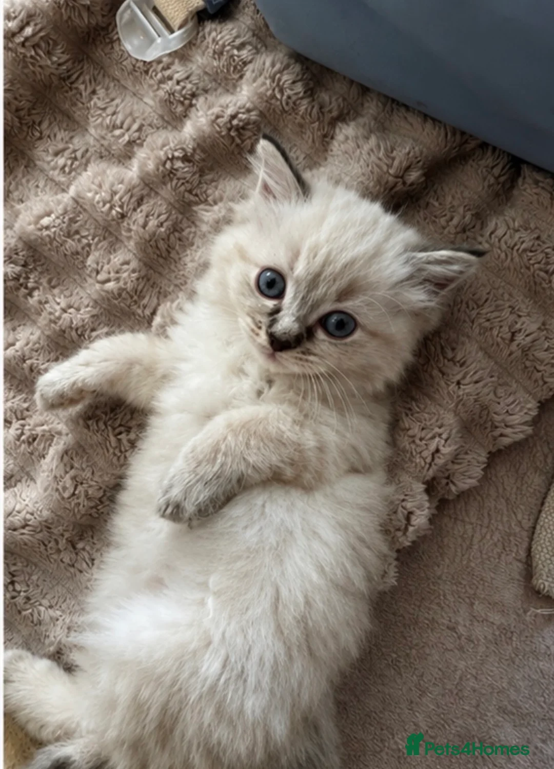 Ragdoll cats for sale: 💗 Stunning Purebred Ragdoll Girls  💗 in Telford - Advert 2