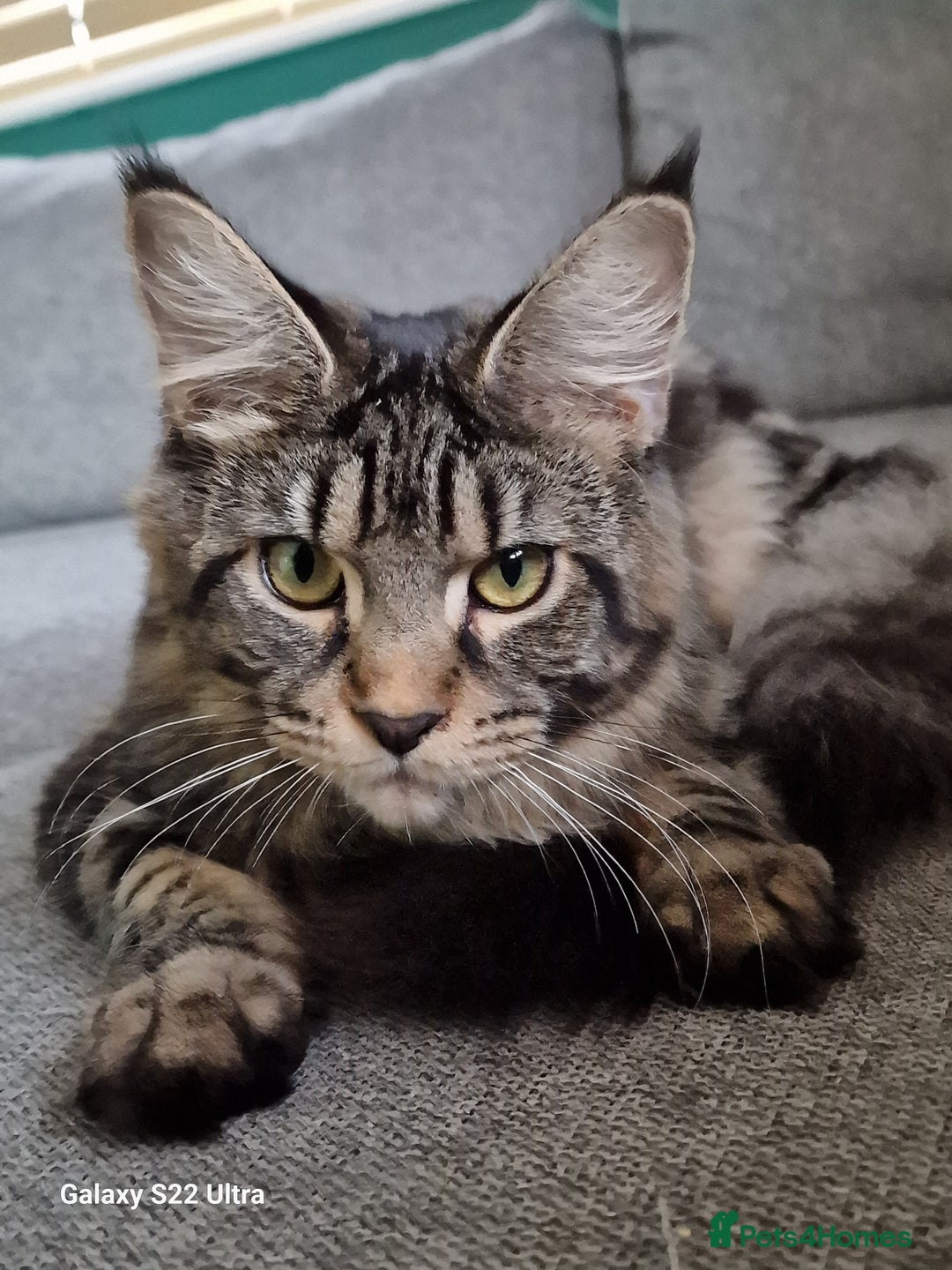 Maine Coon cats for sale: 🍁🍂Good females🏡🎯📣 - Image 10