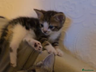 Mixed Breed cats Tabby kittens - Advert 7