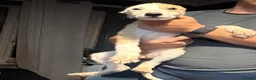 Mixed Breed dogs for sale: Deerhound x greyhound  in Castleford - Advert 5