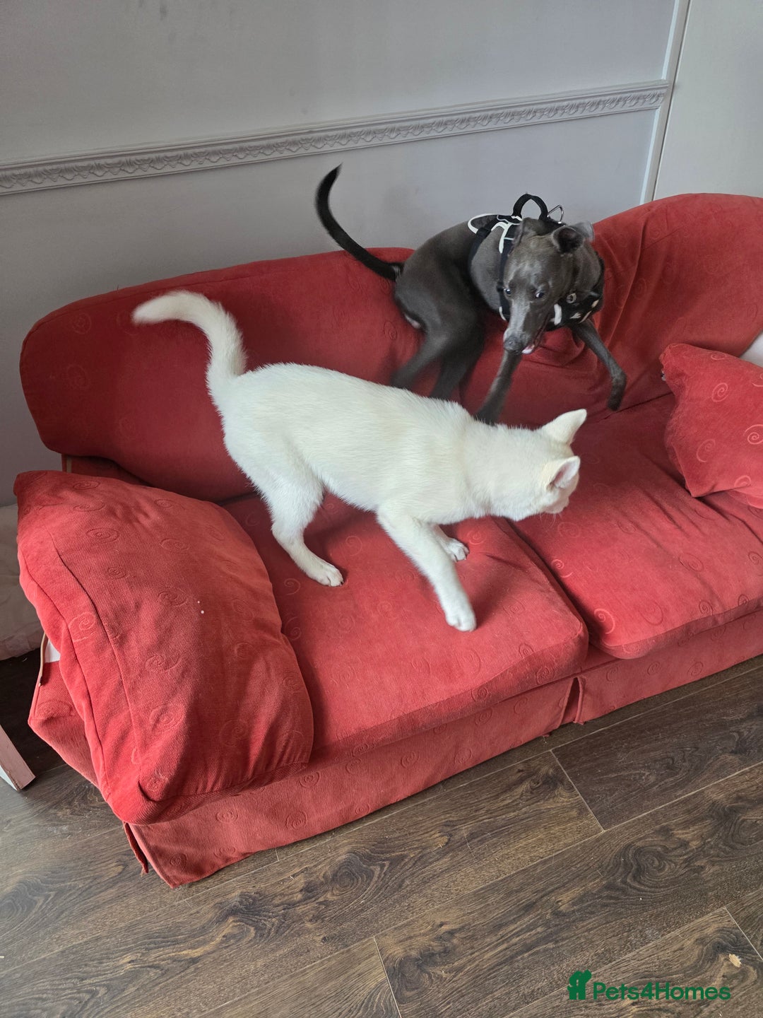 Siberian Husky dogs for sale: Skylar 7 month old white husky.  - Image 9