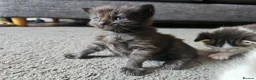 Mixed Breed cats for sale: 4 Gorgeous Kittens in Runcorn - Advert 17