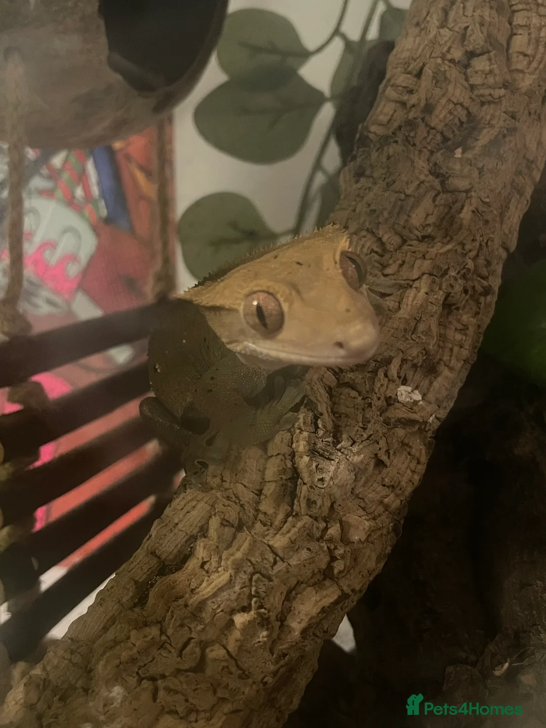 Gecko reptiles for sale: crested gecko for rehoming  - Advert 3