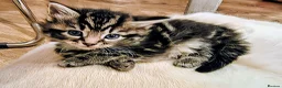 Mixed Breed cats for sale: Maine coon/Bengal/russian white cross kittens!! - Advert 7