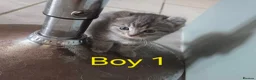 Mixed Breed cats for sale: Kittens for sale in Rhyl - Advert 5