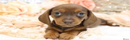 Dachshund dogs for sale: KC Miniature Dachshund Puppies - Advert 3