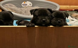 Staffordshire Bull Terrier dogs for sale: Staffordshire bull terrier puppies - Advert 6