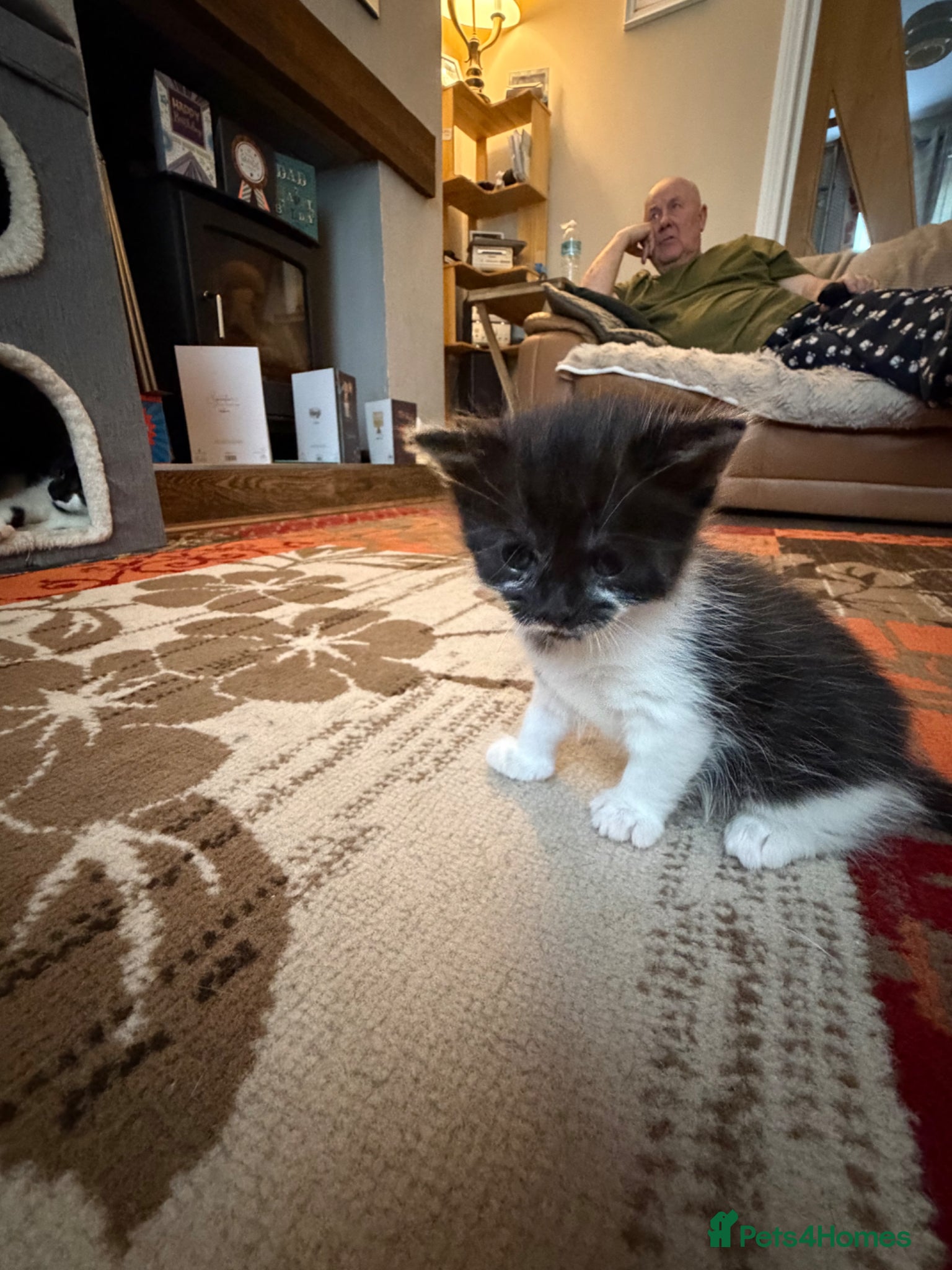 Mixed Breed cats for sale: Kittens for sale  - Advert 13