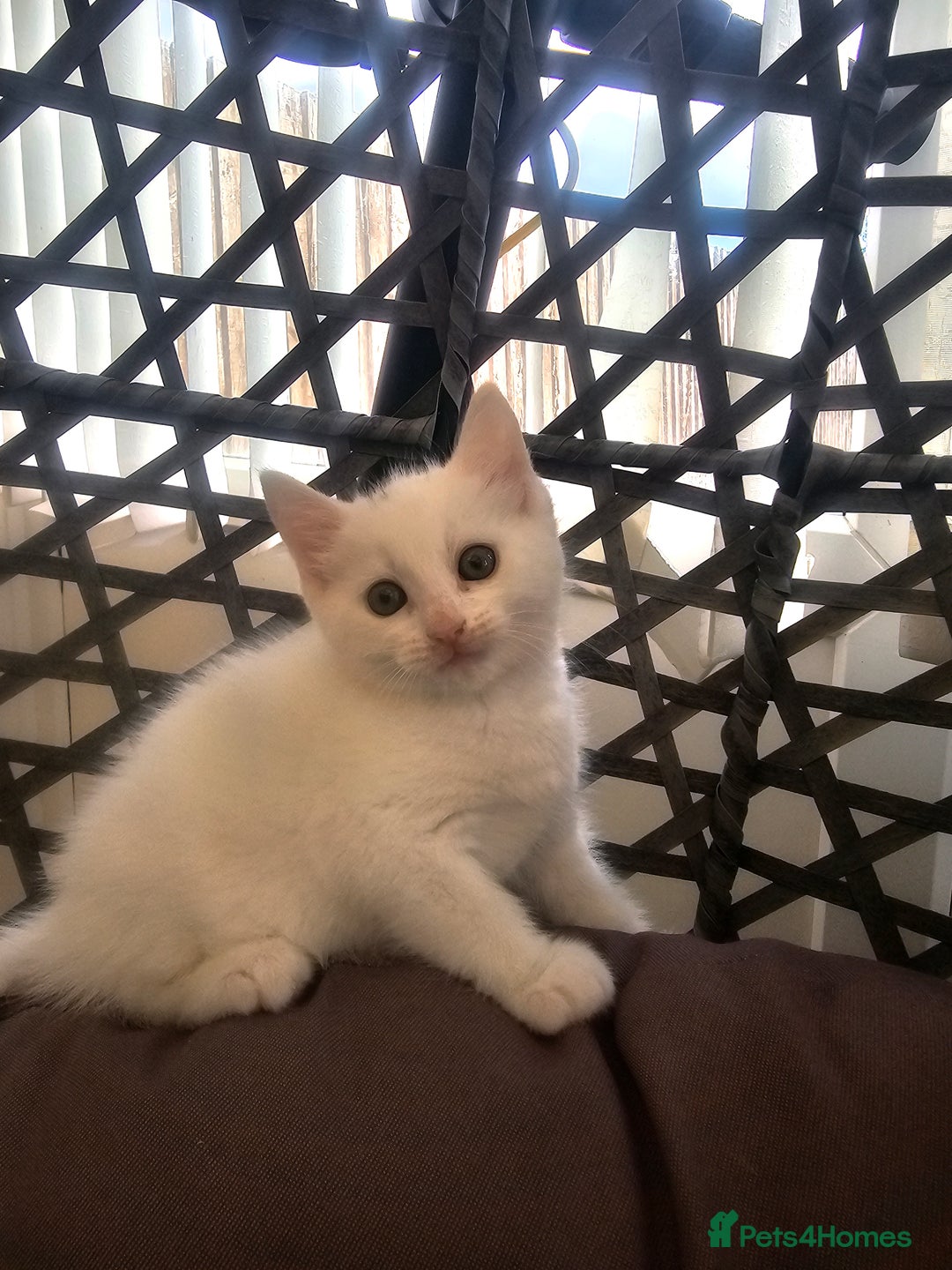 Mixed Breed cats for sale: Kittens  - Image 4