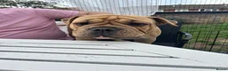 Mixed Breed dogs for sale: Olde English bulldog  in Twickenham - Advert 3