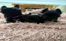 Yorkshire Terrier dogs for sale:  2 left Yorkshire terrier Black Biewer Ready To go - Image 2