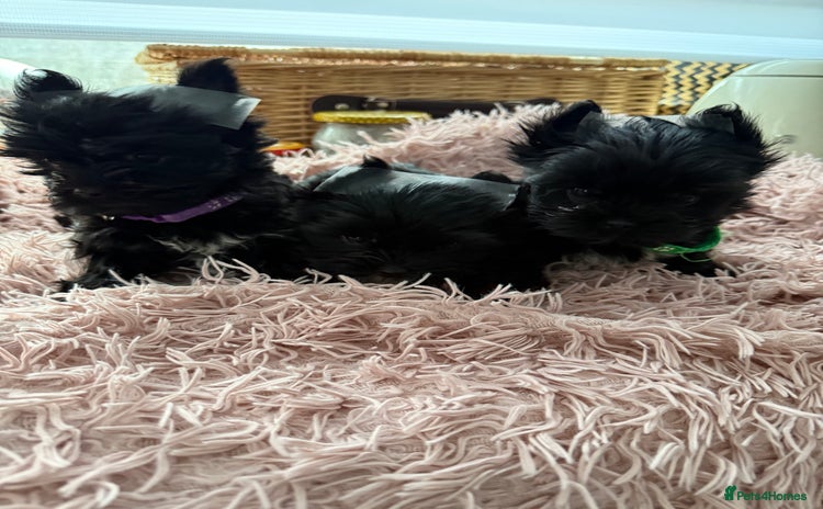 Yorkshire Terrier dogs - Advert 4