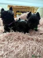 Yorkshire Terrier dogs - Advert 4