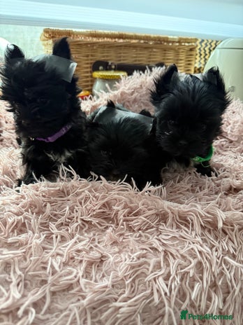 Yorkshire Terrier dogs - Advert 4