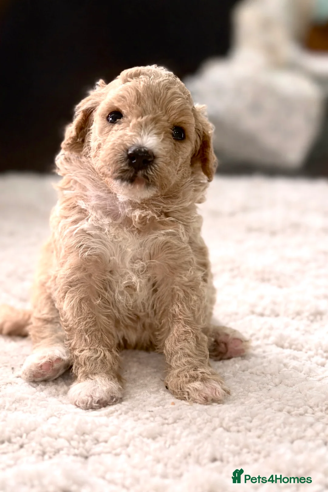 Maltipoo dogs for sale:  F1B Maltipoo Puppies Asian Line - Advert 2