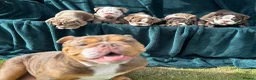 English Bulldog dogs for sale: 🌟 Quality English Bulldog Puppies ⭐️  - Advert 24