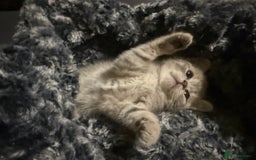 Scottish Fold cats for sale: Beautiful Scottish straight cross British shorts😍 - Image 32