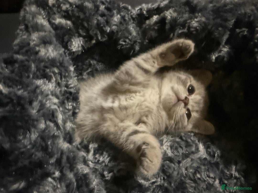 Scottish Fold cats for sale: Beautiful Scottish straight cross British shorts😍 - Image 32