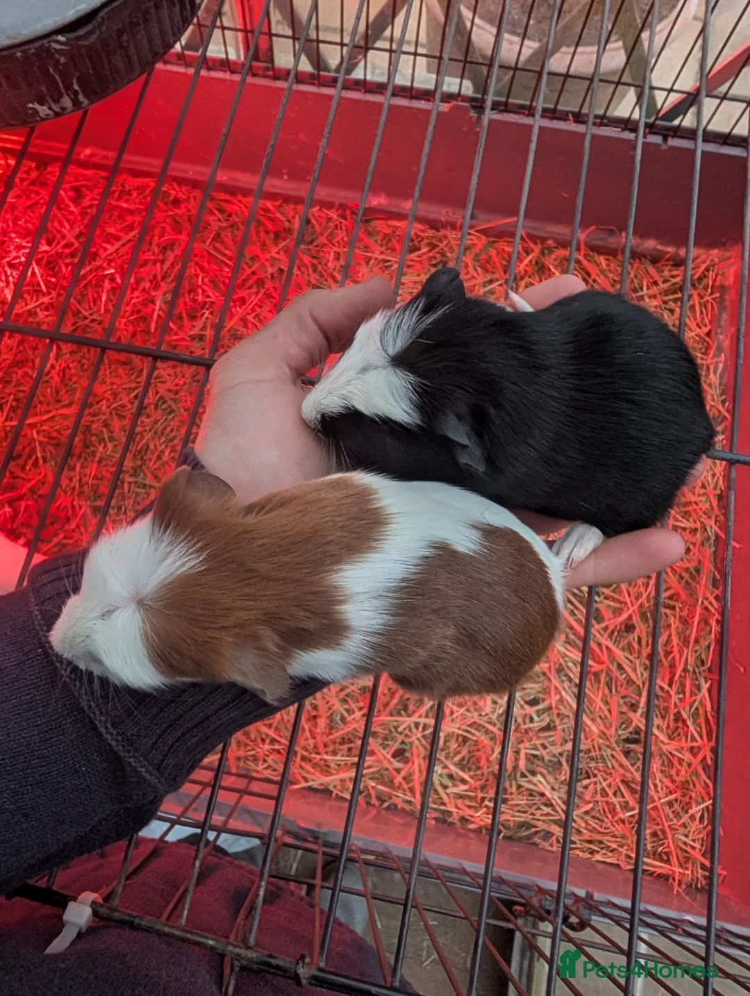 Guinea Pig rodents for sale: Baby guinea pig pair boys  - Advert 7