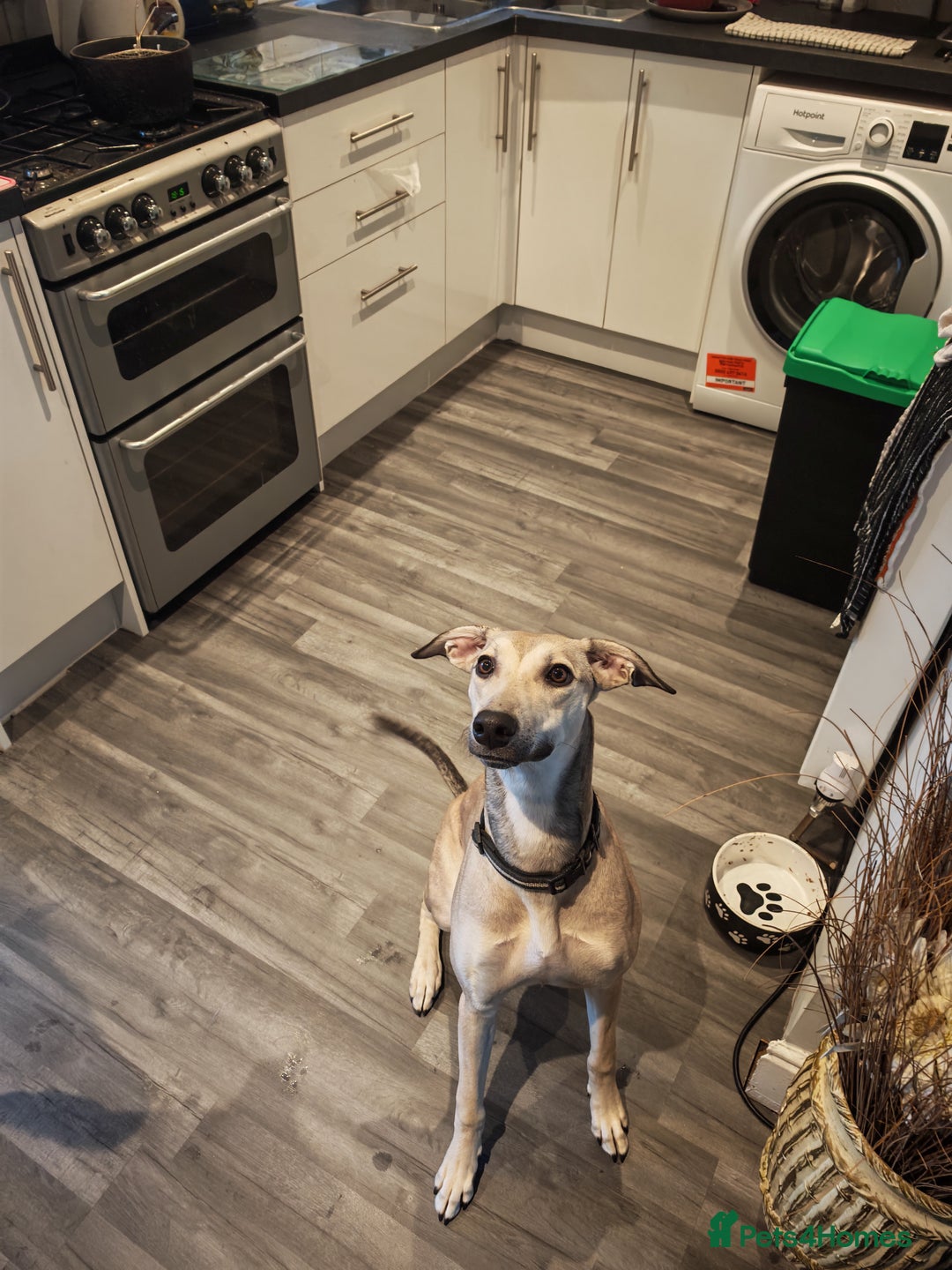 Lurcher dogs for sale: Female lurcher bull - Image 5