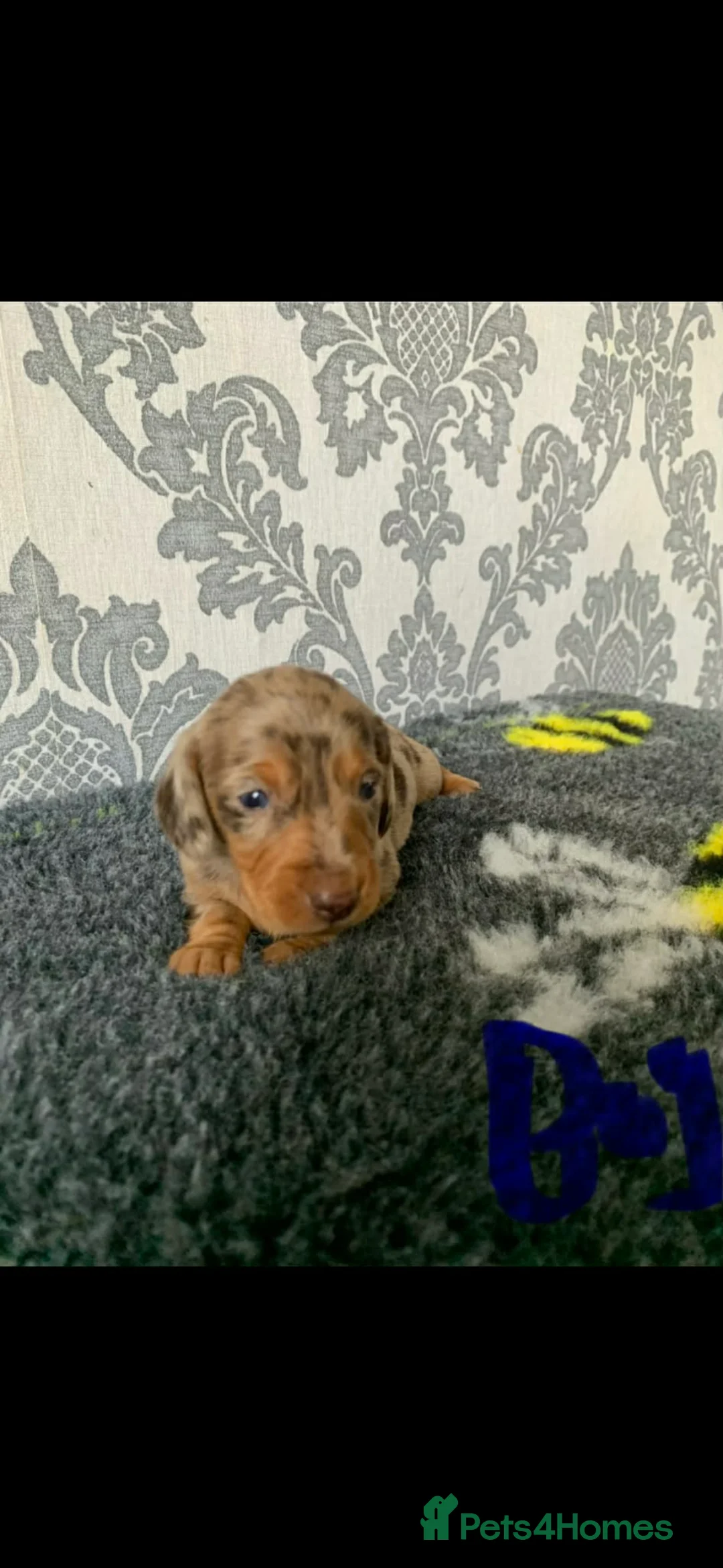 Miniature Dachshund dogs for sale: Kc miniature dachshund  - Advert 25