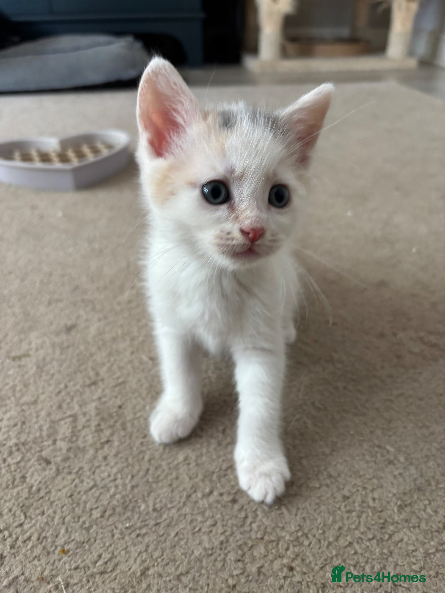 Domestic Shorthair cats Female Calico kitten  - Advert 3