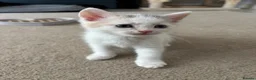 Domestic Shorthair cats for sale: Female Calico kitten  in Crewe - Advert 1