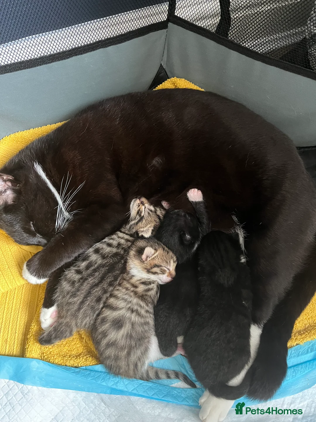 Domestic Shorthair cats for sale: 3 x Kittens - Advert 2