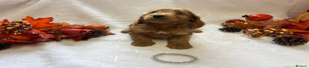 Cockapoo Puppy 2