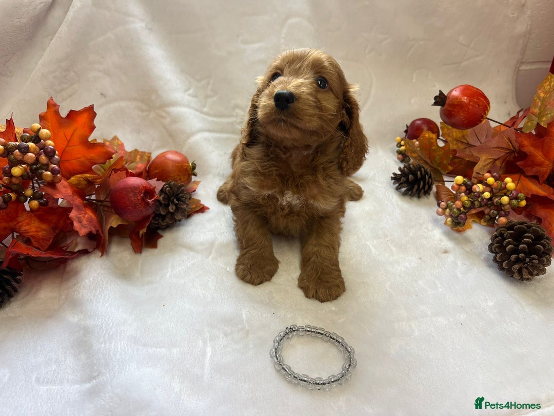Cockapoo dogs for sale: 4 f1 cockapoo puppies - Image 3